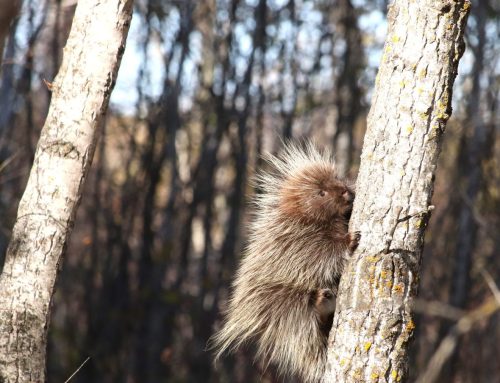 Treed Porcupine