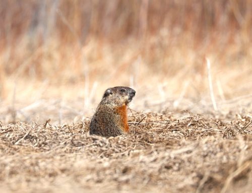 Hibernation is over – Welcome back Groundhog