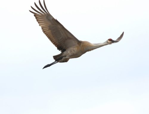 Rainy day and grey sky – Sandhill Cranes